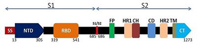 SARS-CoV-2 Spike Protein Extrapolation for COVID Diagnosis and Vaccine Development